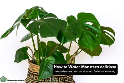 How to Water Monstera deliciosa