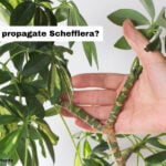 How to propagate Schefflera