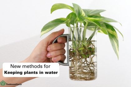 New methods for Keeping plants in water