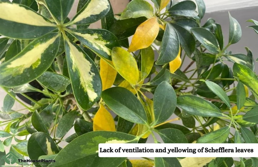 Lack of ventilation and yellowing of Schefflera leaves