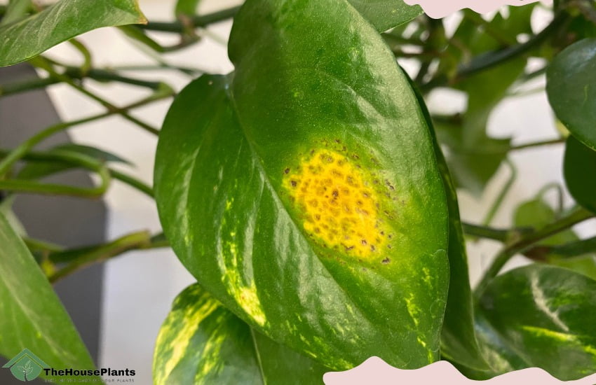 Pothos pests and diseases