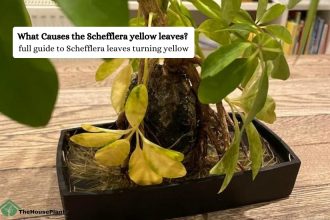 Schefflera yellow leaves