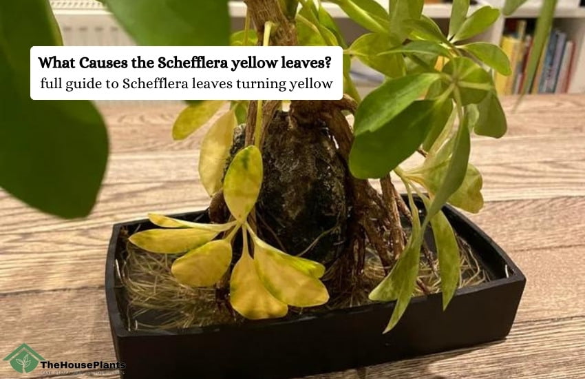 Schefflera yellow leaves