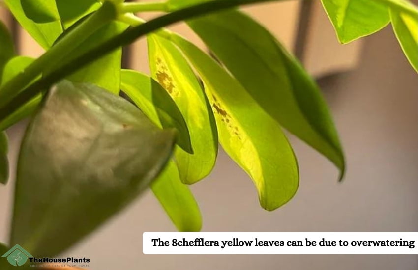Watering cause of Schefflera yellow leaves