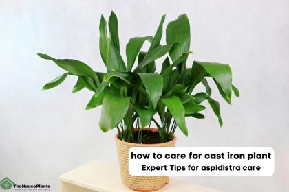care for cast iron plant
