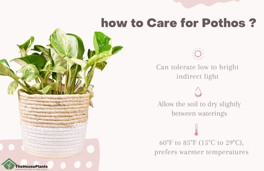 how to Care for Pothos