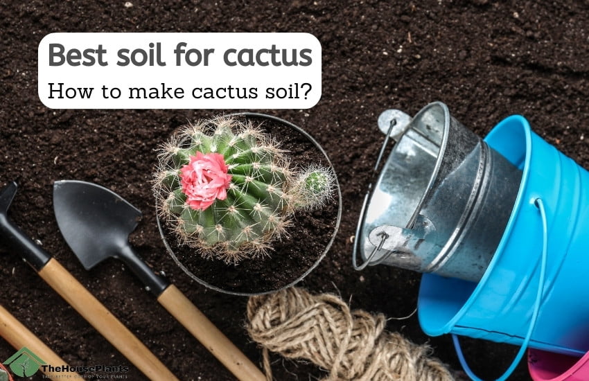Best soil for cactus