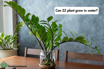 Can ZZ plant grow in water
