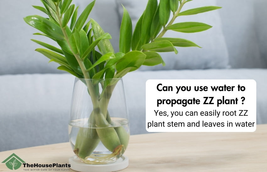 Can you use water to propagate ZZ plant