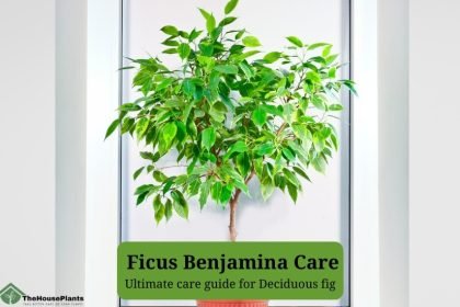 Ficus Benjamina Care