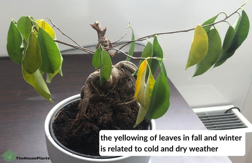 Ficus leaves turning yellow in fall and winter 