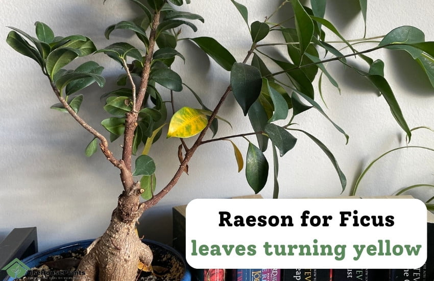 Ficus leaves turning yellow
