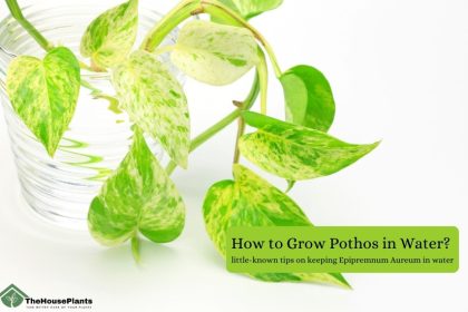 How to Grow Pothos in Water
