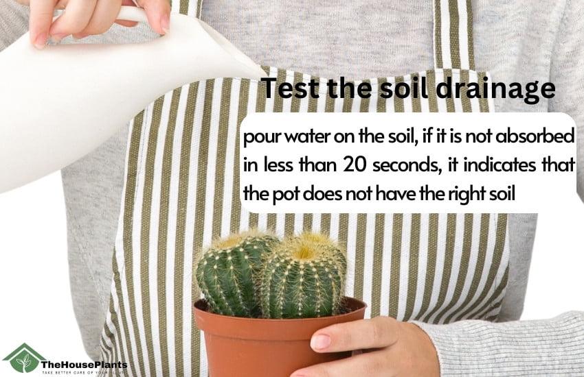 How to identify bad soil for cactus