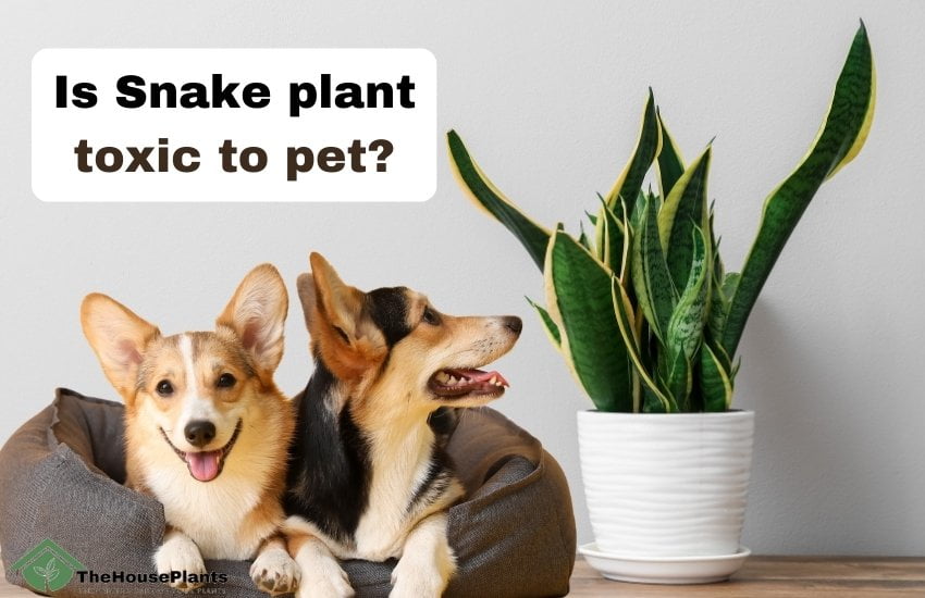 Snake plant toxic to pet