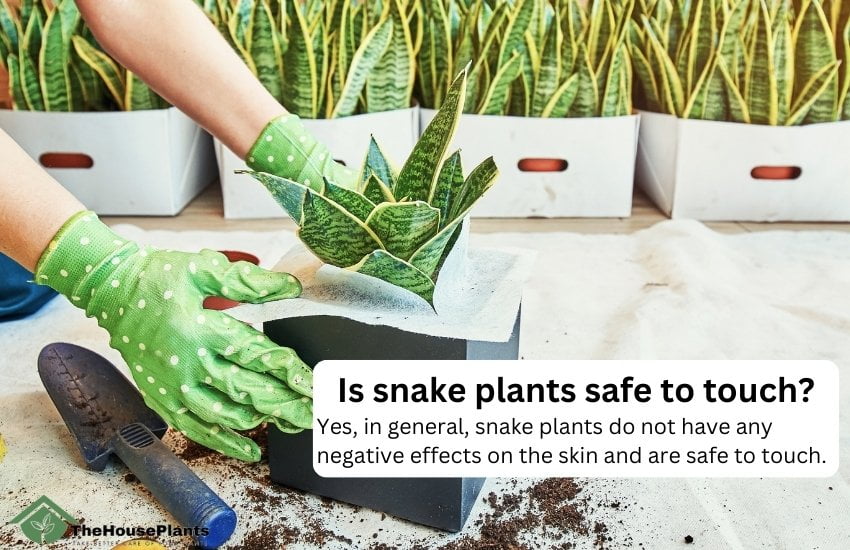 Is snake plants safe to touch