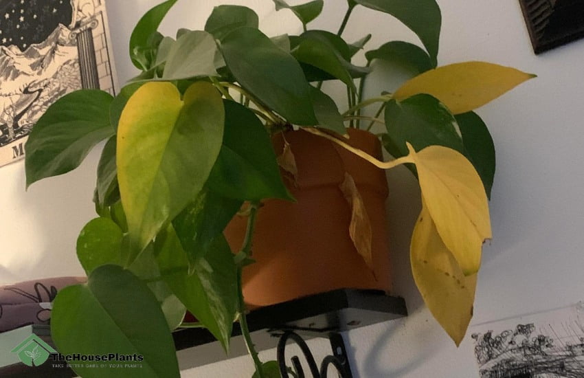 Pothos Leaves Are Turning Yellow
