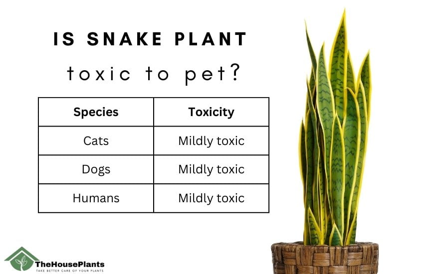 Snake plant toxic