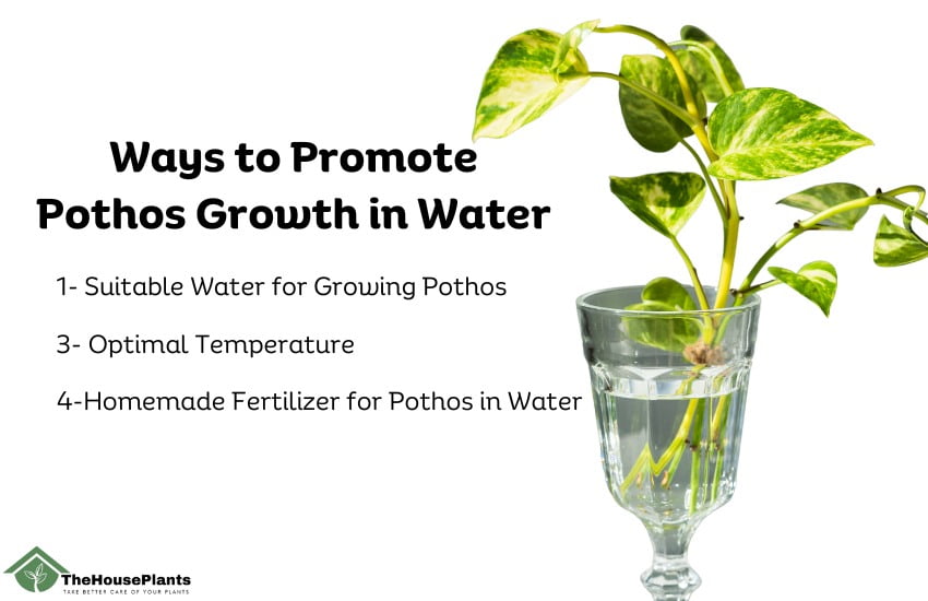 Ways to Promote Pothos Growth in Water