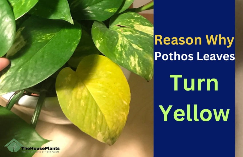 Why Pothos Leaves Turn Yellow