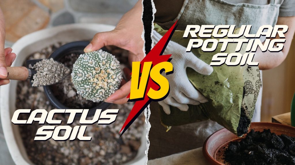 cactus soil vs regular potting soil