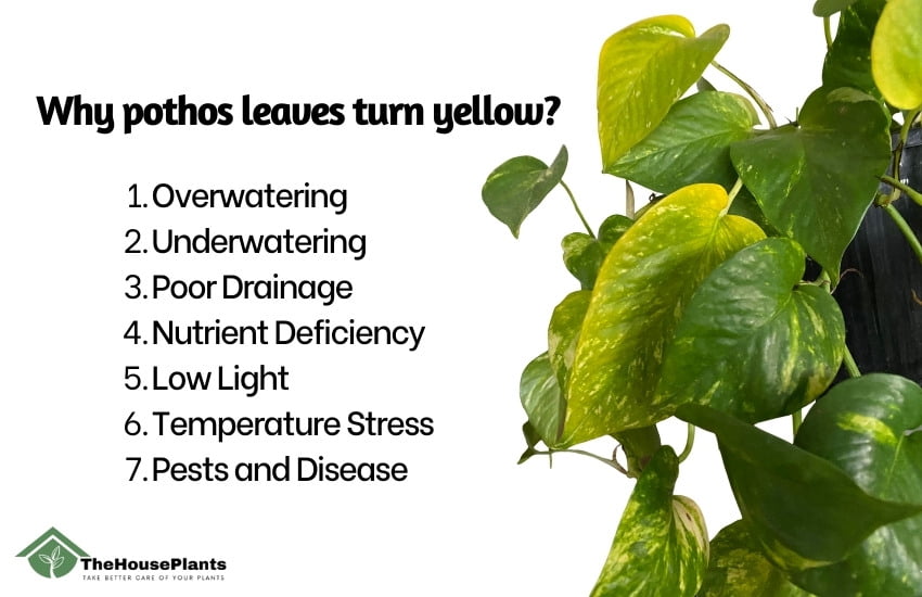 pothos leaves turn yellow