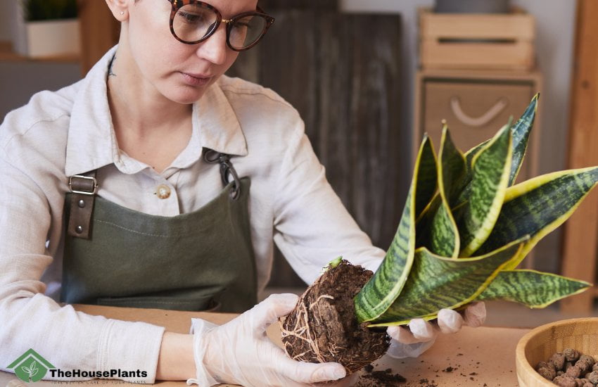 snake plant toxic to humans
