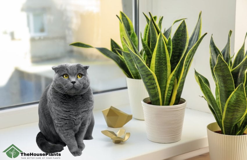 snake plants toxic to cats