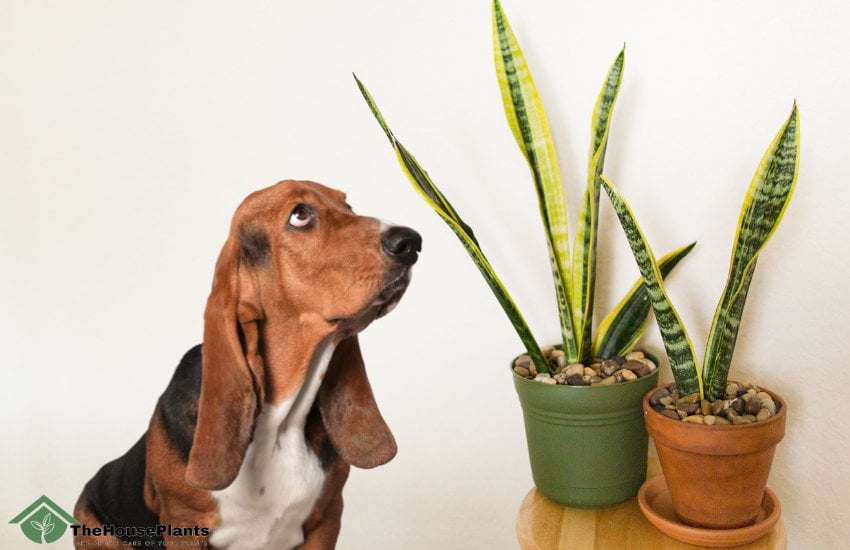 snake plants toxic to dogs