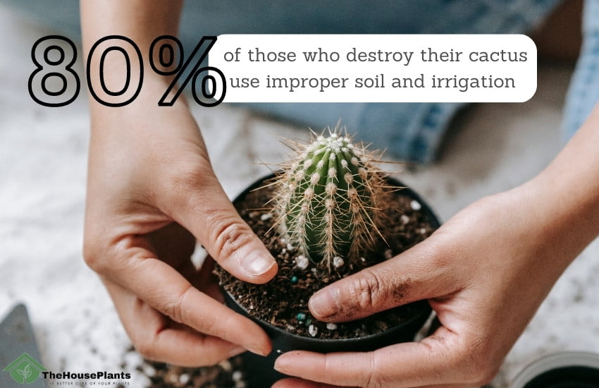 soil for cactus