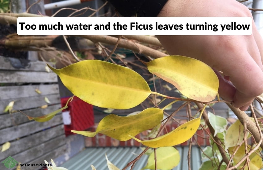 water and the Ficus leaves turning yellow