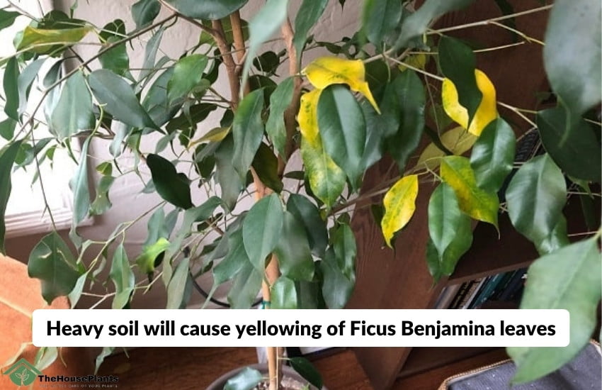 yellowing of Ficus Benjamina leaves