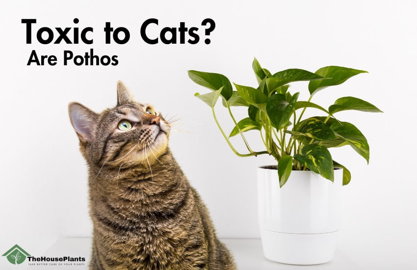 Are Pothos Toxic to Cats