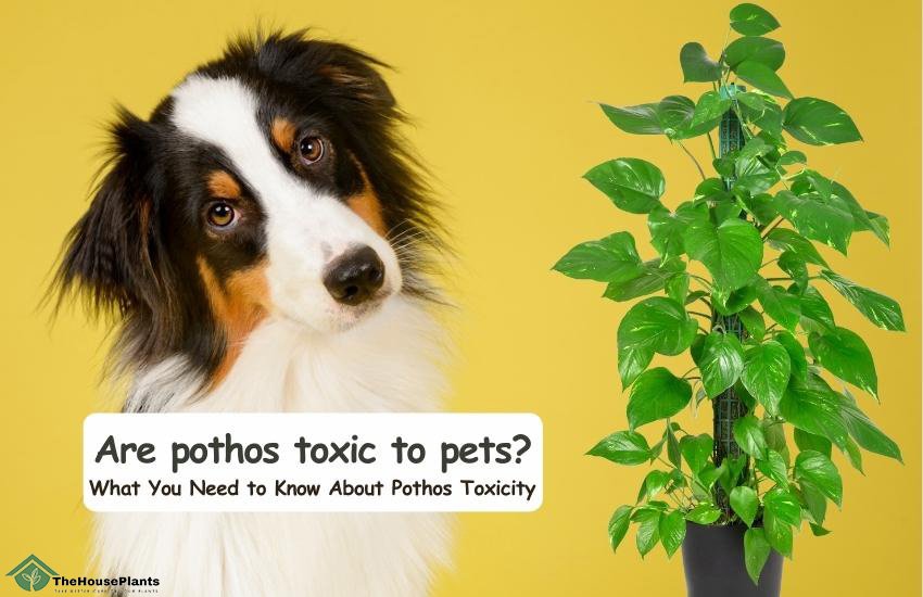 Are pothos toxic to pets