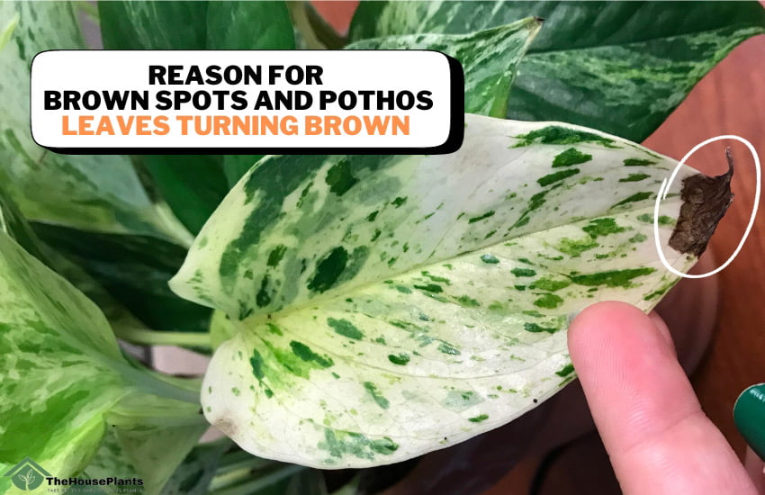 Brown Spots and Pothos Leaves Turning Brown