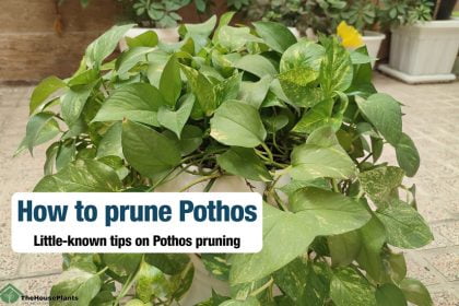 How to prune Pothos