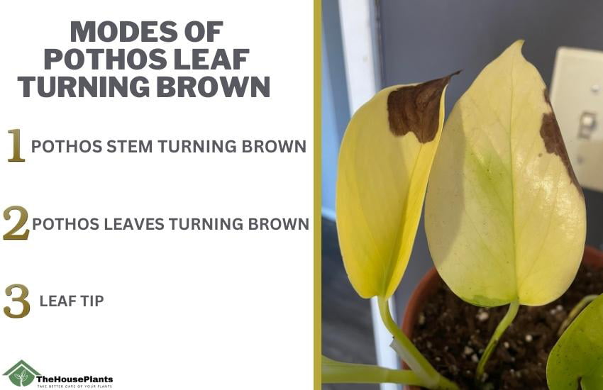Modes of Pothos leaf turning brown 