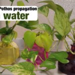 Pothos propagation in water