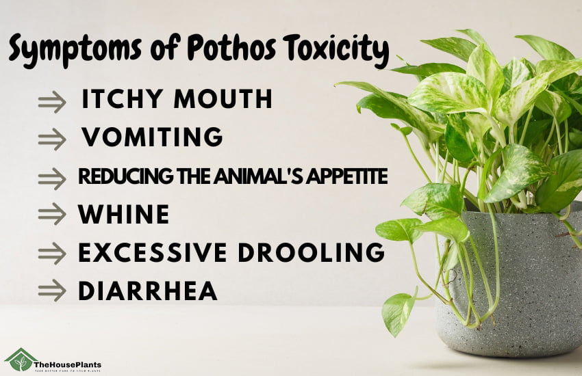Symptoms of Pothos Toxicity