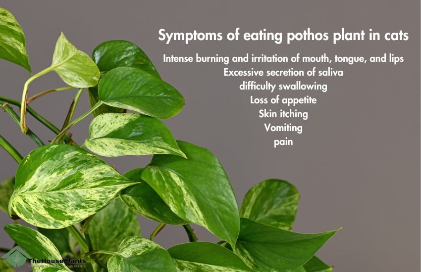 Symptoms of eating pothos plant in cats