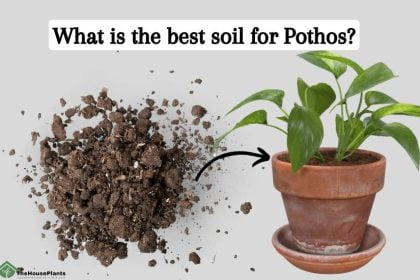 best soil for Pothos