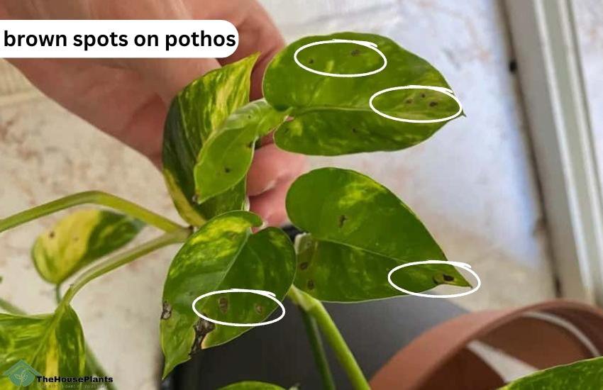 brown spots on pothos