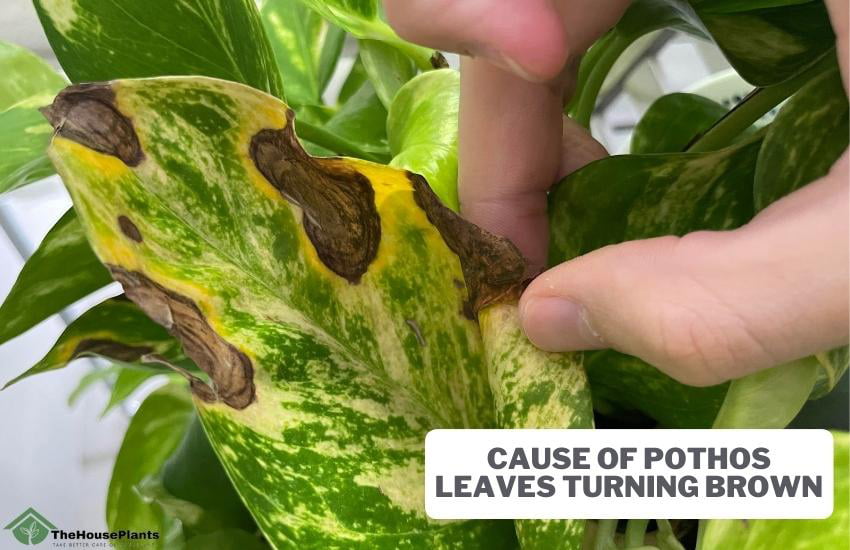 cause of Pothos leaves turning brown