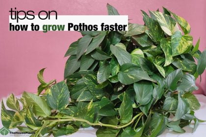 how to grow Pothos faster