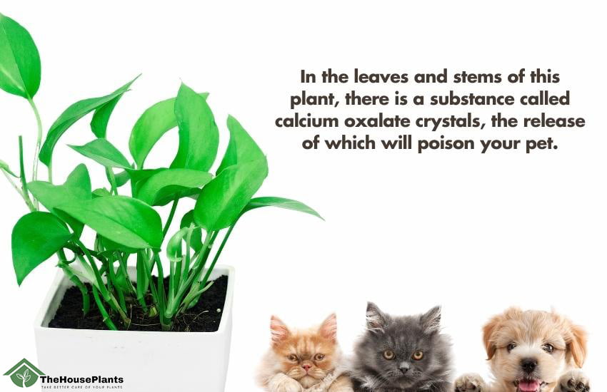 pothos is toxic to pets for pets