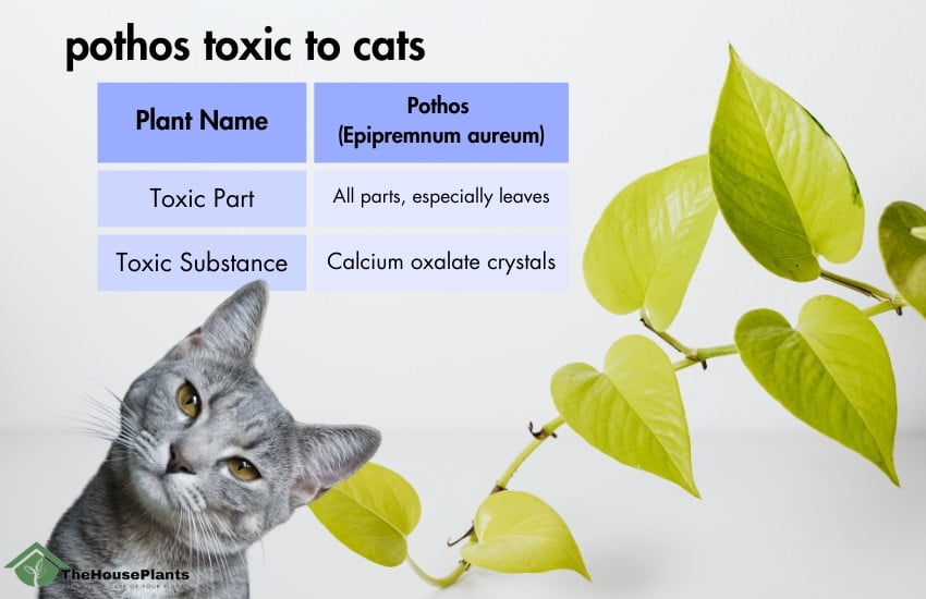 pothos toxic to cats