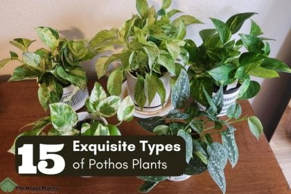 Types of Pothos Plants