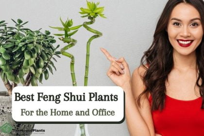 Best Feng Shui Plants
