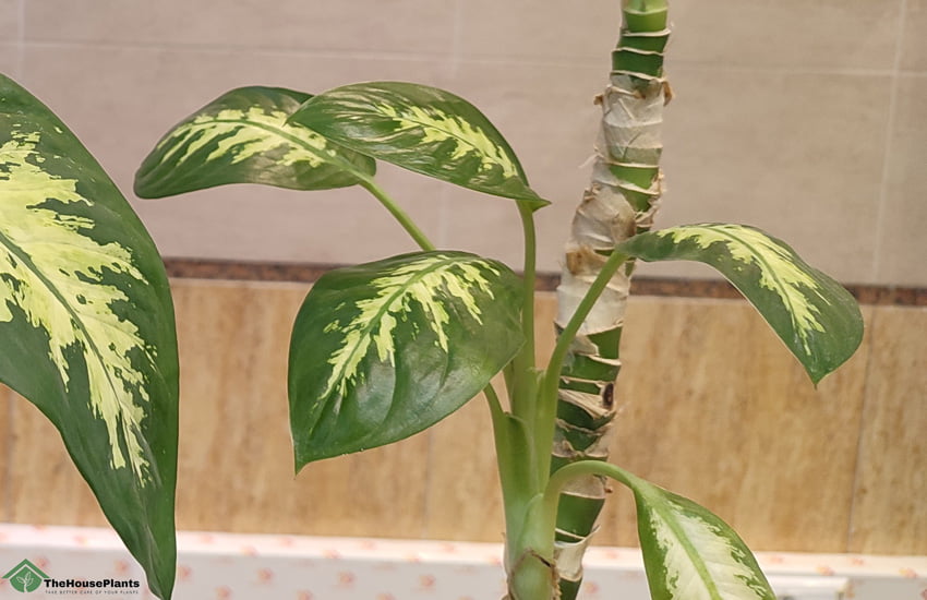 Can dieffenbachia have small leaves