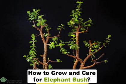 Care for Elephant Bush